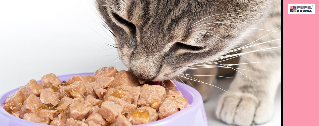 Objawy polifagii. Zbliżenie na głowę kota jedzącego mokrą karmę z fioletowej miski. Z prawej różowy pas i logo pupilkarma. 